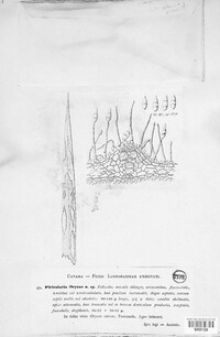 Piricularia oryzae image